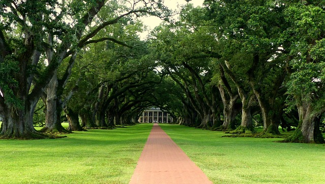 Louisiana Bans DEI Programs in Public Colleges and Universities