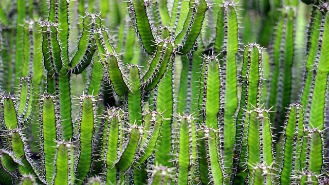 Arizona House Approves Ban on DEI Programs
