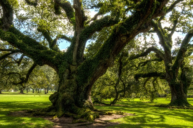 Louisiana Enacts Ban on DEI Programs in Public Higher Education