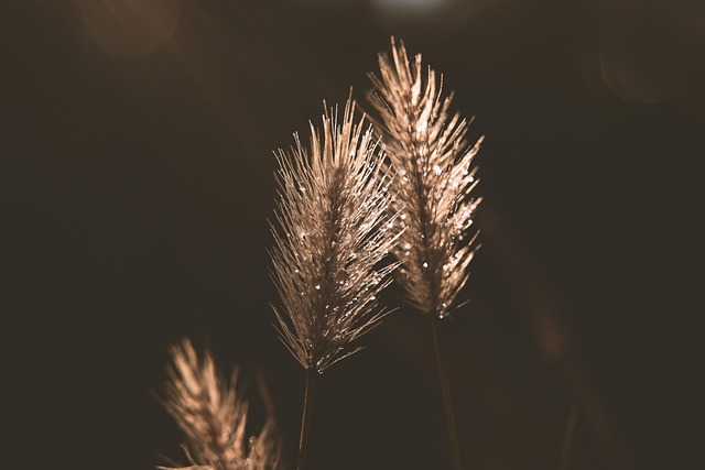 Nature of the Allegations Driving the Controversy